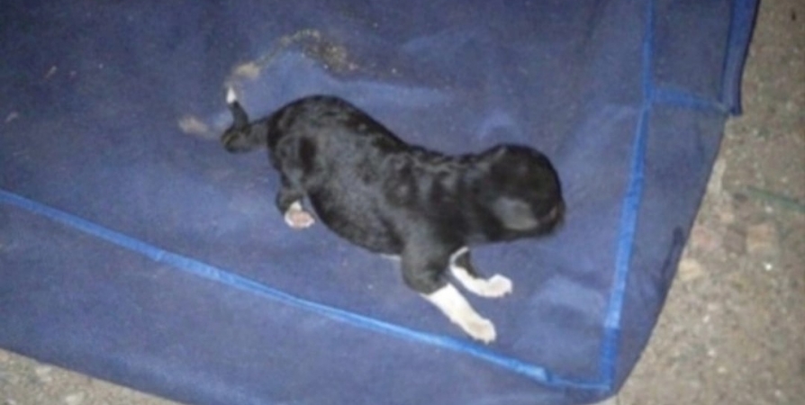 В подвале дома в Мурманске сантехники нашли новорожденных щенков