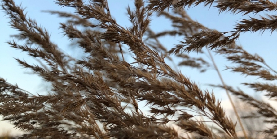670 тонн недостоверно задекларированной пшеницы привезли в Заполярье