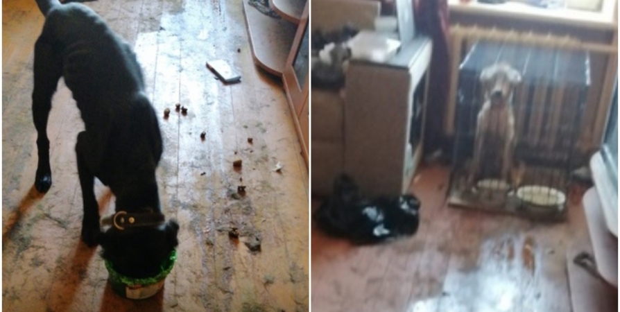 Волонтеры рассказали о просидевших год в квартире Сафонова истощенных собаках