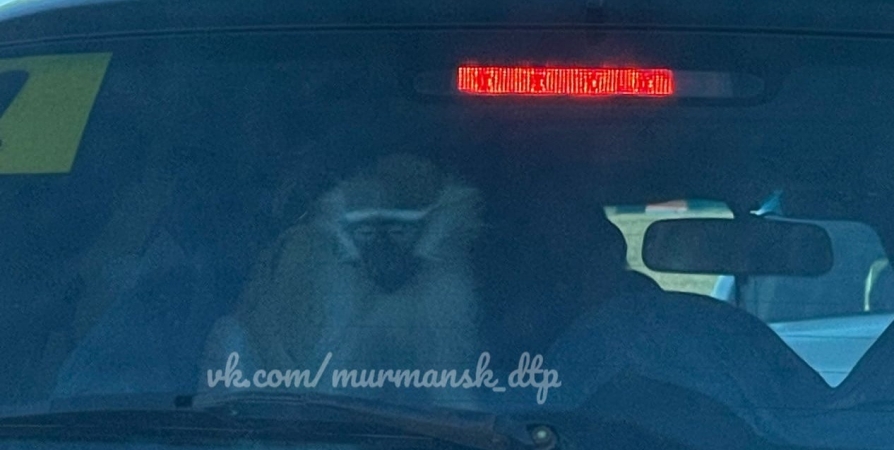 Мурманчан удивила грустная обезьянка на пассажирском сидение авто