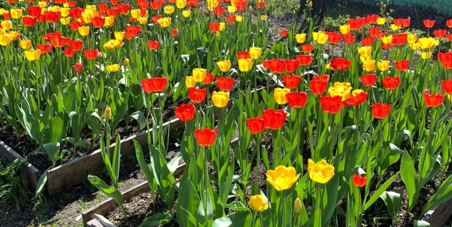 Во дворе на Софьи Перовской в Мурманске зацвели тюльпаны