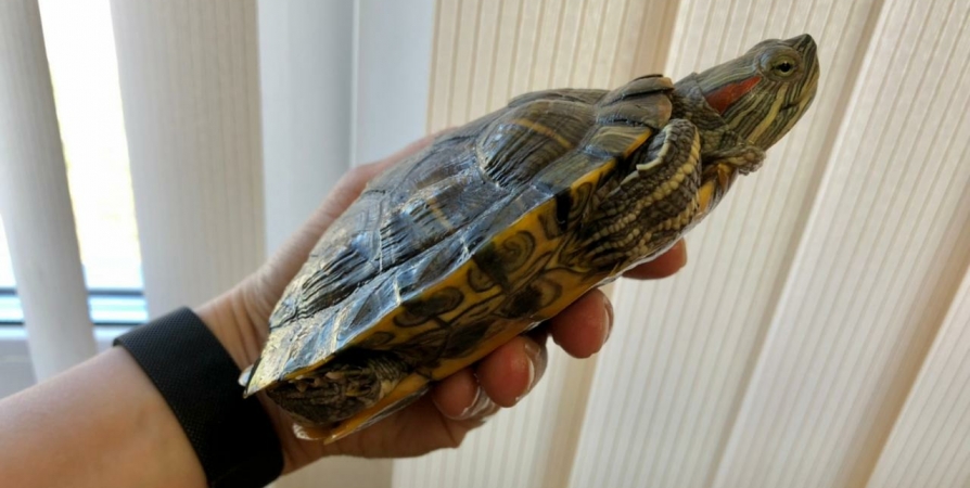 В Мурманске на сортировочной ленте в мусоре нашли черепаху