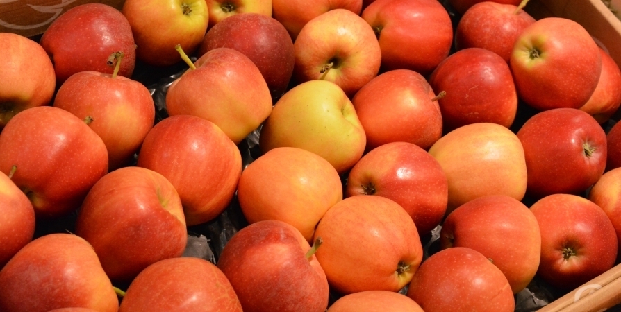 До 149 рублей за кг подорожали яблоки в Мурманской области