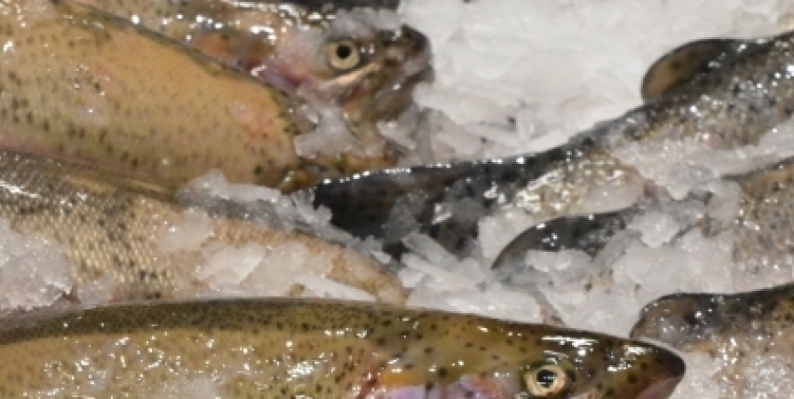 «Фантомные» предприятия из Мурманска поставляли рыбу и краба по регионам страны