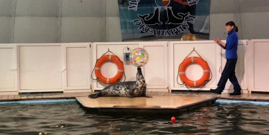 Тюленей Мурманского океанариума перевезут в Москву