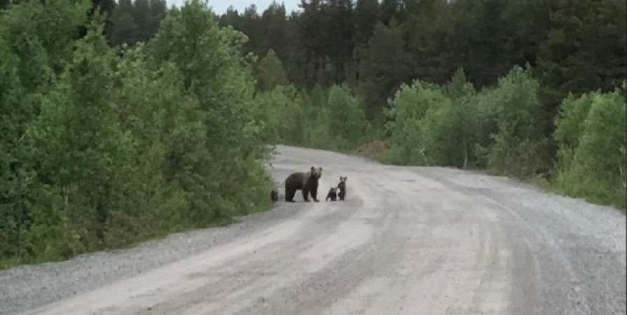 Московские туристы рассказали о встрече с медведем под Мурманском