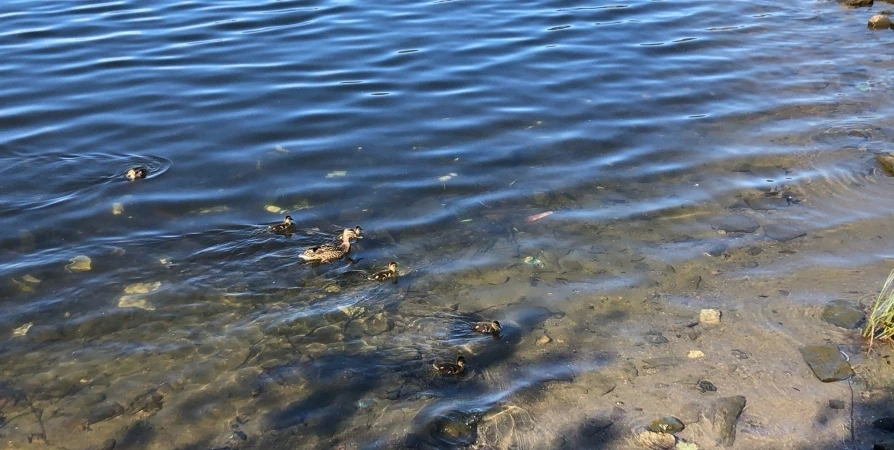 В водоеме под Зареченском нашли два тела