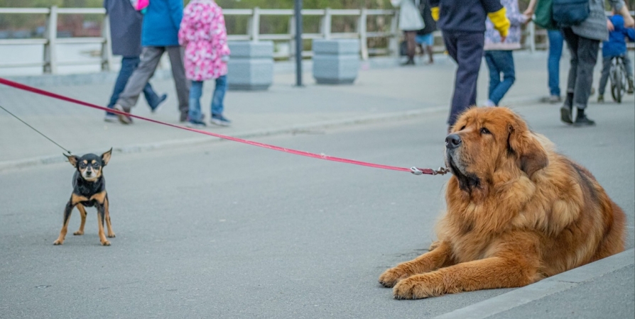 В Мурманске сократили список разрешенных мест для выгула собак