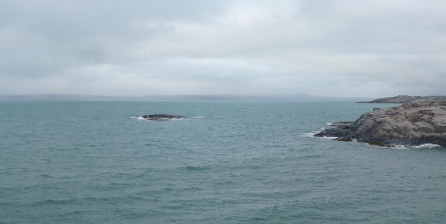 В Калининграде обнаружили моржа из Баренцева моря