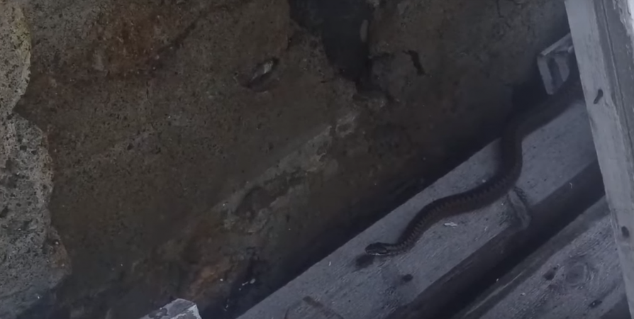 Жительница Апатитов обнаружила на даче ядовитую змею