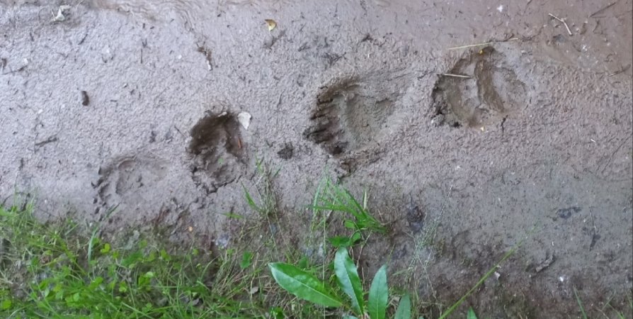 В районе Кильдинстроя дачники нашли следы медведя