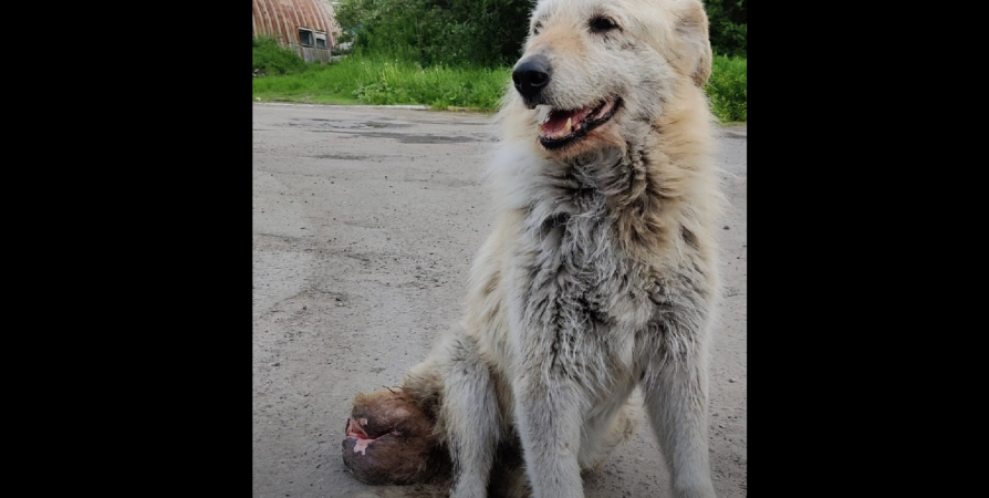 В Мурманске экстренно собрали деньги на операцию собаки с огромной опухоли