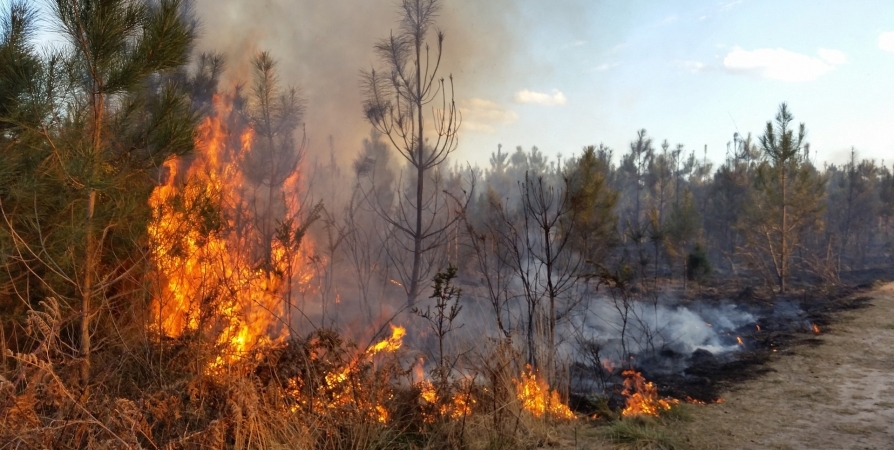 За прошедшую неделю в Мурманской области потушили 7 лесных пожаров