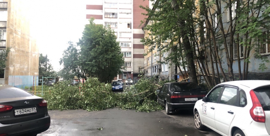 В Мурманске сильный ветер обрушил дерево во дворе на Октябрьской