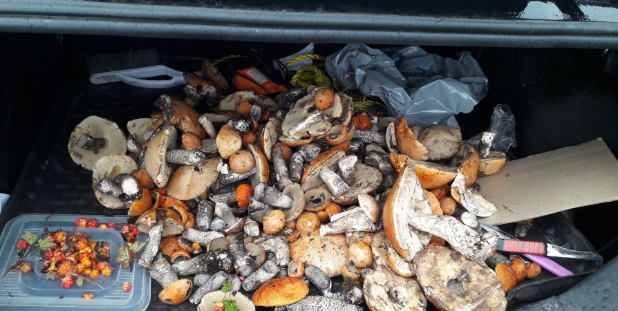 Сезон «тихой охоты»: мурманчане публикуют фото собранных грибов