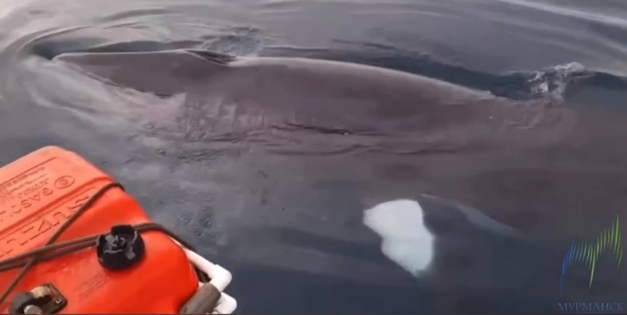 «Дикий кадр»: В Баренцевом море рыбак встретил дружелюбного кита