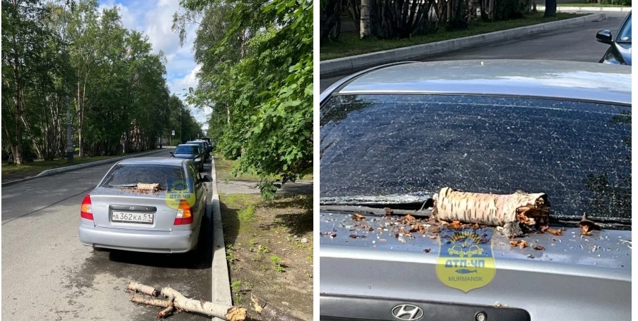 На припаркованную в Мурманске иномарку упала часть дерева