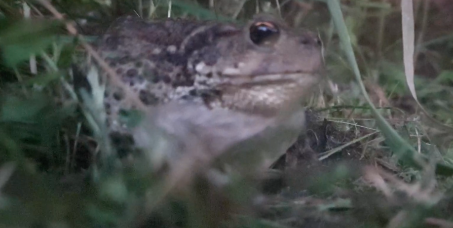 «Дикий кадр»: Занесенную в Красную книгу серую жабу встретили в районе Кандалакши