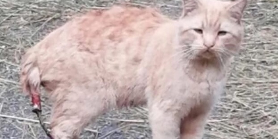 В мурманском дворе нашли кота со скальпированным хвостом