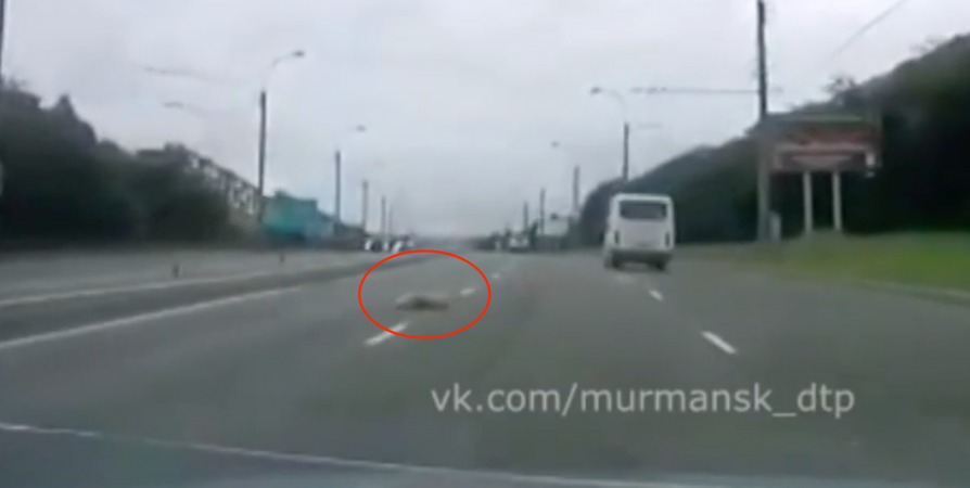 В Мурманске водитель сбил бездомную собаку и оставил умирать на дороге