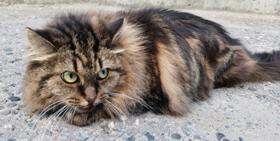 В Мурманске ищут владельцев выпавшей из окна кошки