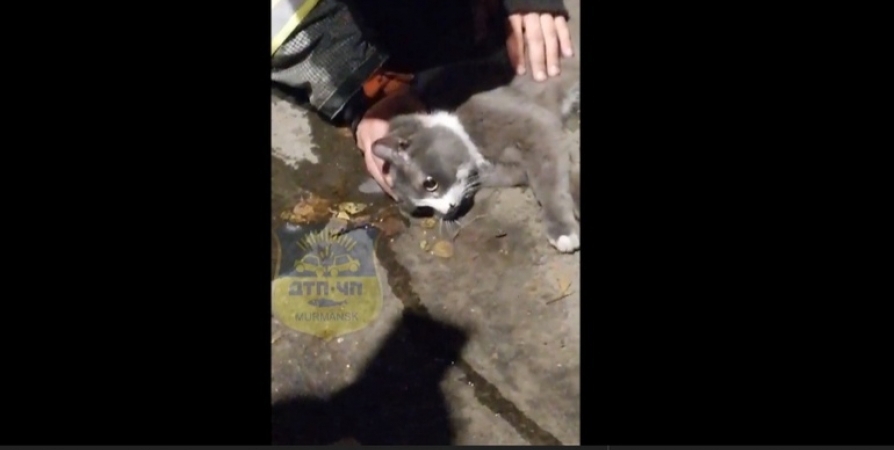 Пожарные рассказали о спасении кота в Мурманске