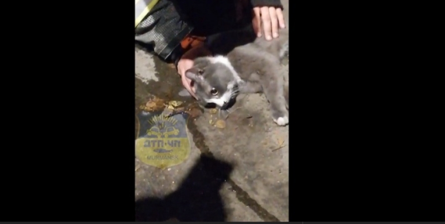 Мурманчане опубликовали видео спасения кота после пожара