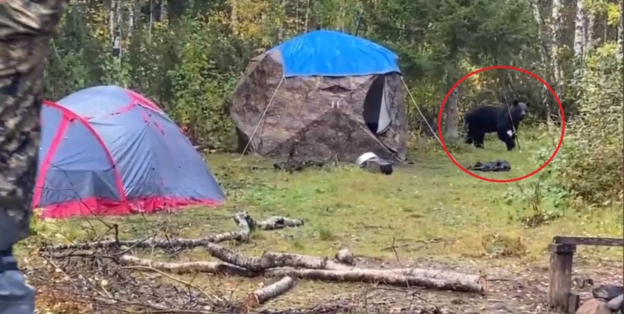 «Дикий кадр»: В Заполярье медведь «прогнал» туристов из лагеря