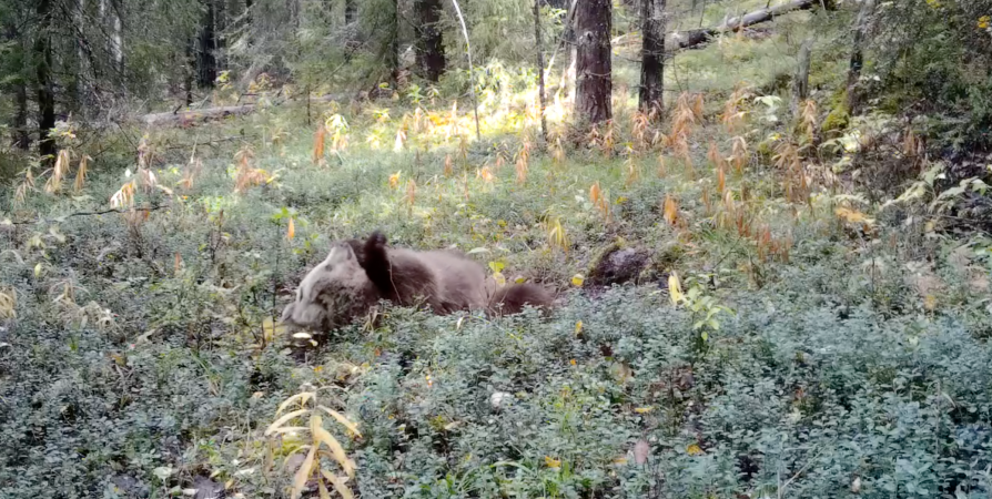 «Дикий кадр»: В Кандалакшском заповеднике медведь перед фотоловушкой игриво катался по земле