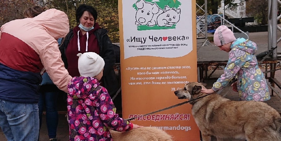 1 октября зооволонтеры проведут акцию в центре Мурманска