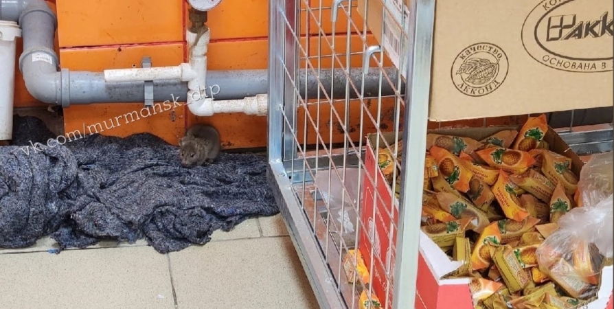 Мурманчане рассказали о крысе в супермаркете на Гвардейской