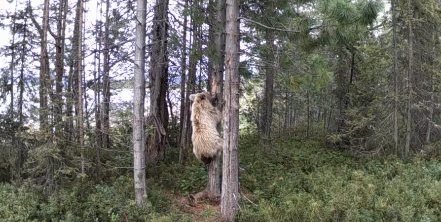 «Дикий кадр»: В Кандалакшском заповеднике запечатлели медведя на дереве
