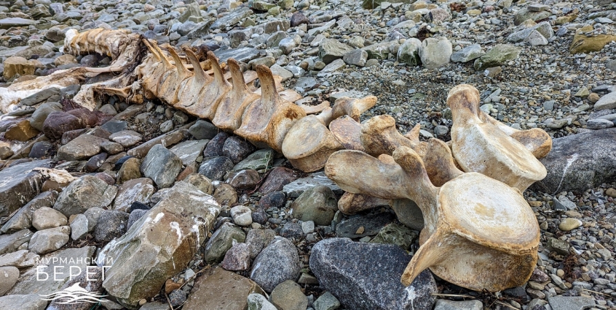 На берегу Баренцева моря нашли часть скелета кита