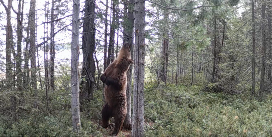 «Дикий кадр»: В Кандалакшском заповеднике медведь показал мастер-класс по ламбаде
