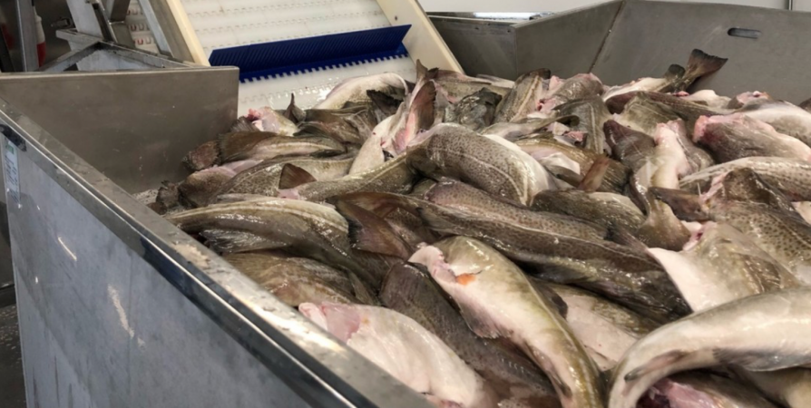 В Мурманске организация хранила рыбу с нарушениями