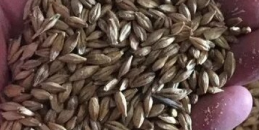 В Мурманской области выявили недостоверные декларирования зерна