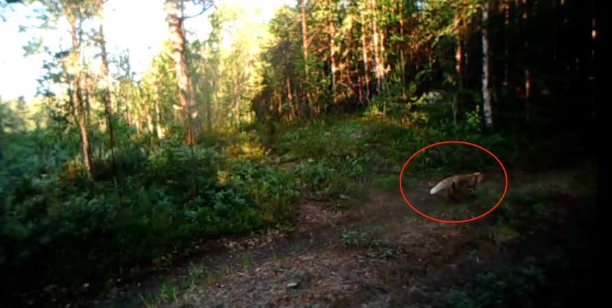 «Дикий кадр»: Фотоловушка в заповеднике Заполярья зафиксировала лисицу