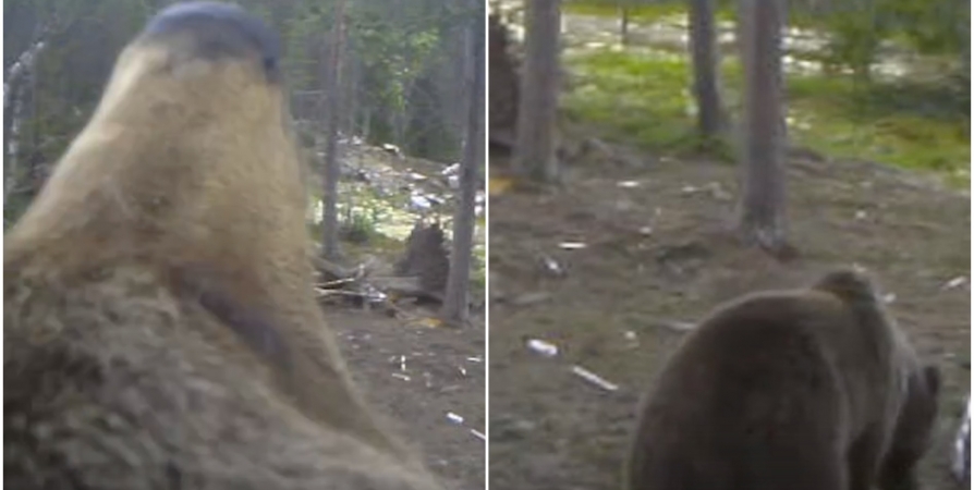 «Дикий кадр»: Фотоловушка в Лапландском заповеднике сняла крупным планом медведя