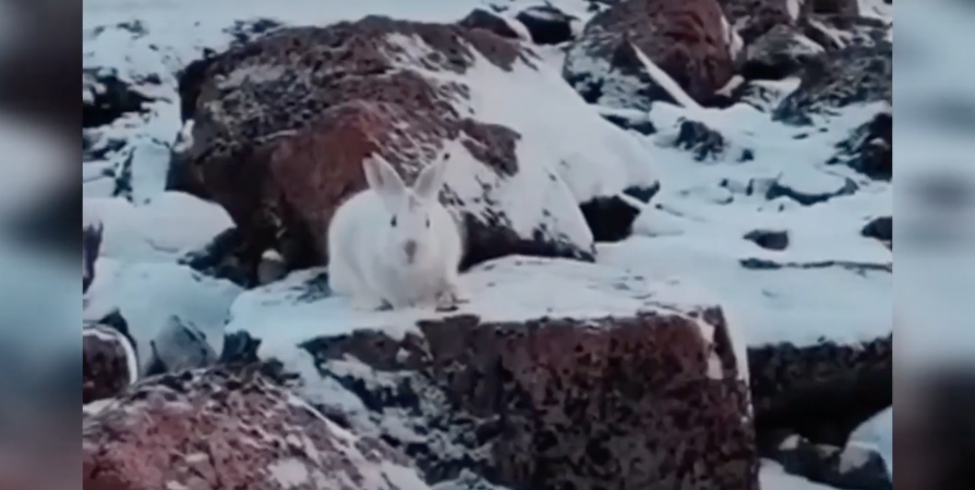 «Дикий кадр»: В Териберке туристы встретили зайца