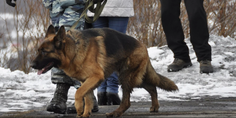 В Кировске проверили гимназию из-за угрозы взрыва