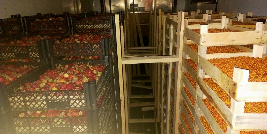 Почти 3 тонны свежих ягод привезли в Заполярье из Киргизии