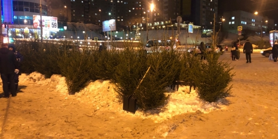 Продажа настоящих елок перед Новым годом стартует 15 декабря в Мурманске