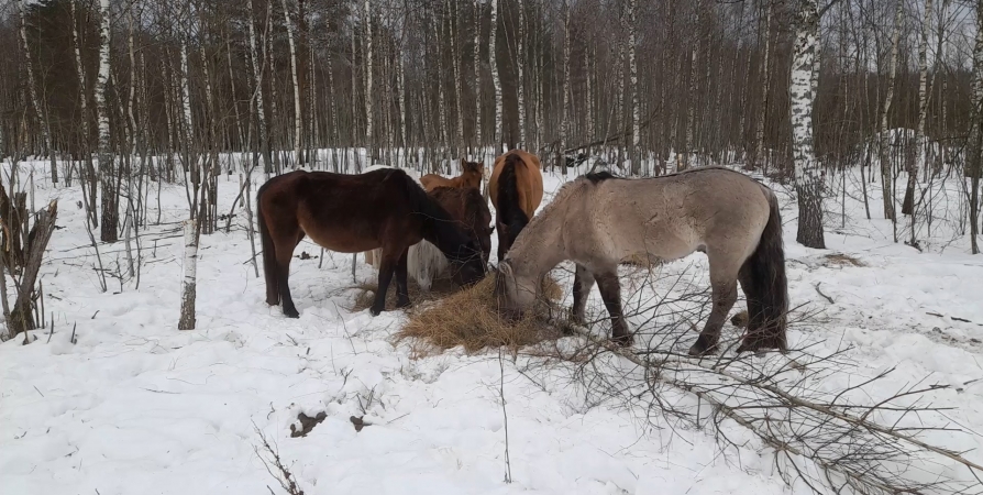 Жители Кузомени выступили против вывоза из села диких лошадей