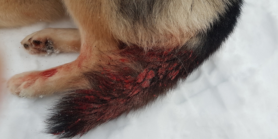 В поселке Княжая Губа в Рождество мужчина с топором напал на бездомную собаку