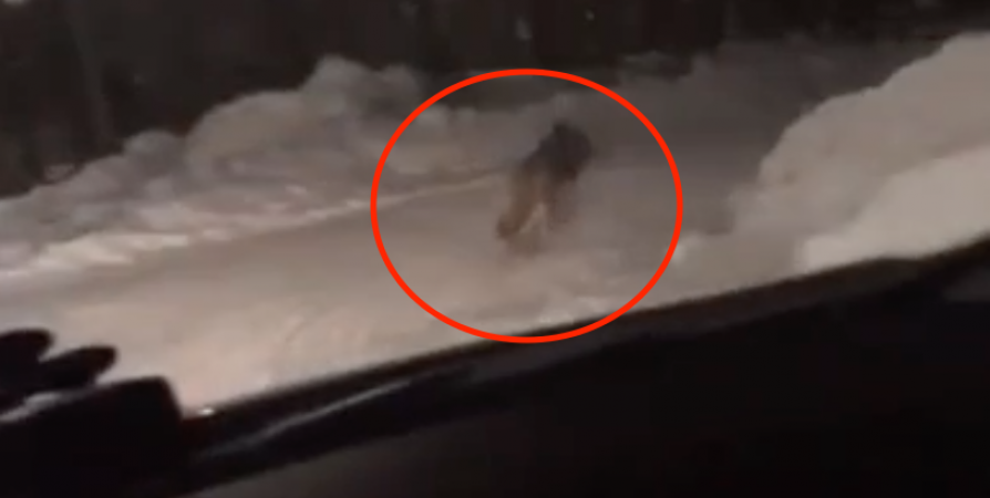 В Ковдоре на улице Сухачева заметили волка