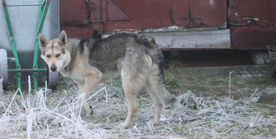 В Мурманской области можно бесплатно стерилизовать домашних собак