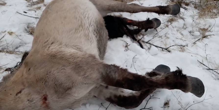 Вывезенный из Кузомени дикий жеребец погиб в Калужской области