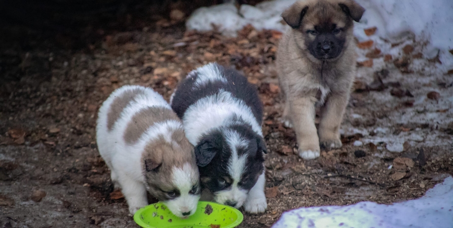 Чат-бот по отлову бездомных собак запустили в Полярных Зорях