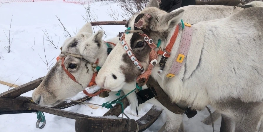 Мурманчан бесплатно довезут до мест проведения соревнований Праздника Севера