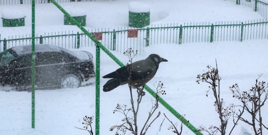 Вороний день отметят в библиотеке Мурманска